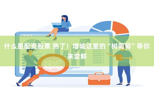 什么是配资股票 熟了！增城这里的“树葡萄”等你来尝鲜